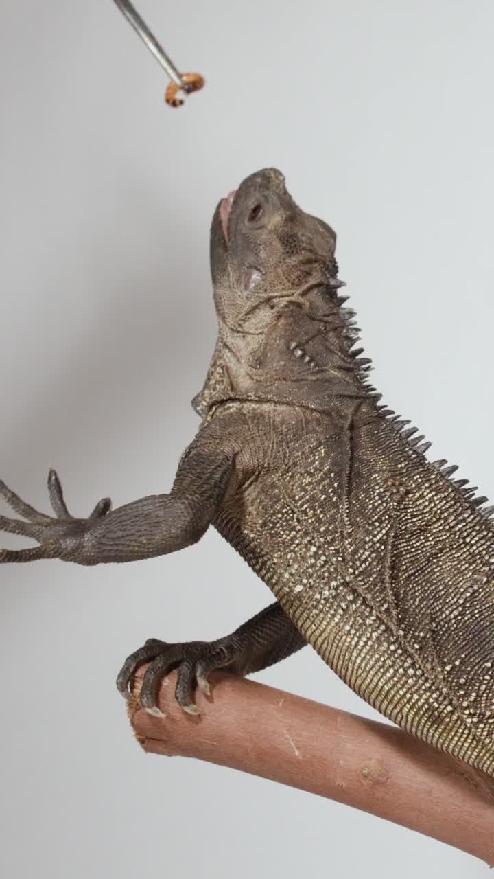 Un'iguana marrone appollaiata su un ramo mangia un verme della farina offerto con pinze di metallo.