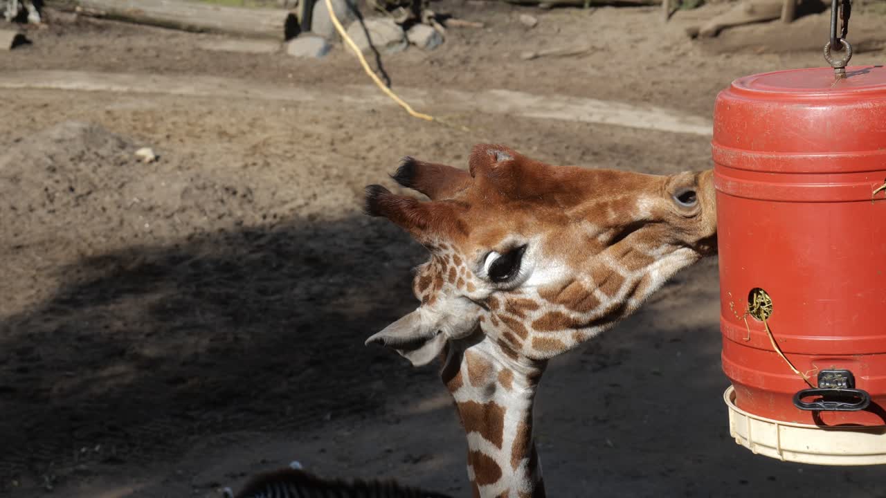 Lone Giraffe Eating Grass From Special Feeder At Zoo On Sunny Day