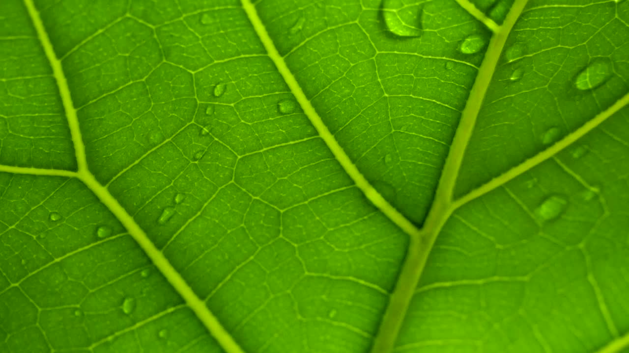 foto macro de agua de lluvia corriendo a través de hojas verdes en cámara lenta, hoja transparente