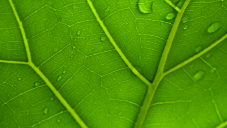 foto macro de agua de lluvia corriendo a través de hojas verdes en cámara lenta, hoja transparente