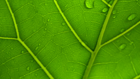 macro shot of rain water running across green leaf in slow motion, transparent leaf