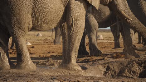 Elephant-using-trunk-to-spray-water-all-over-itself