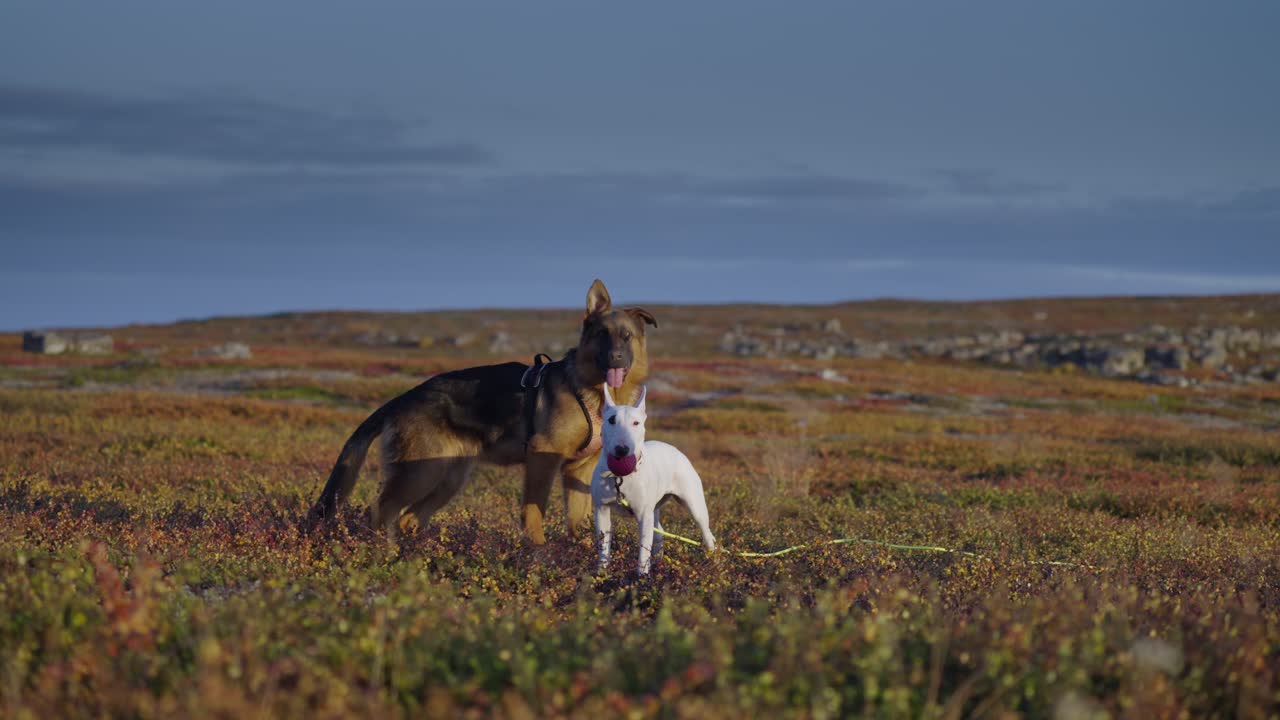 tiro de seguimiento de dos perros jóvenes felices - un bull terrier inglés y un pastor alemán de pie en el campo después de jugar