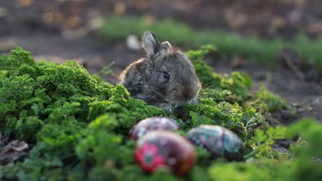 cute baby rabbit with easter eggs in greenery