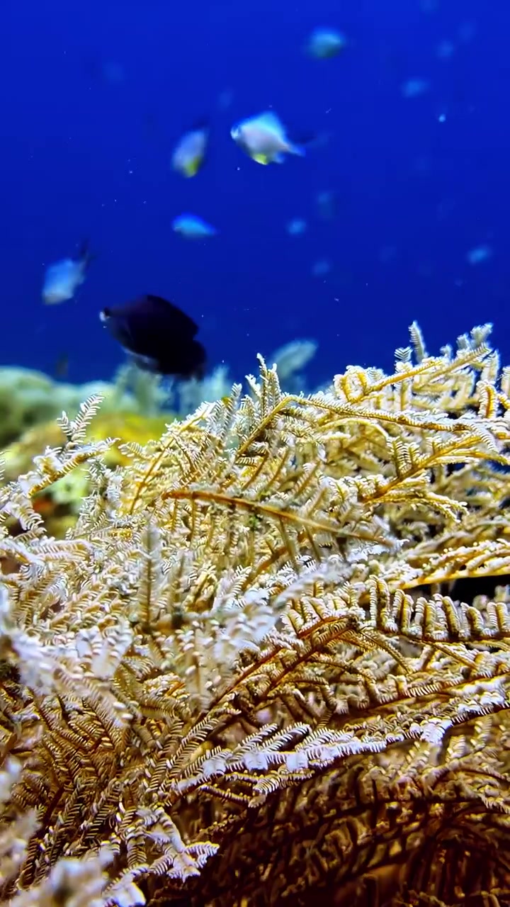 Close-up de coral subaquático intrincado com peixes em mar azul claro