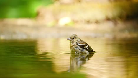 Pinzón-Vulgar-Euroasiático-En-Frisia,-Países-Bajos,-Bate-Sus-Alas-En-Un-Charco-De-Agua-Poco-Profundo-Mientras-Se-Baña-Y-Se-Refresca-En-El-Bosque