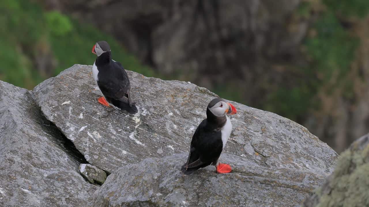 papagayo atlántico (fratercula arctica), en la roca de la isla de runde (noruega).