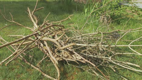 throwing sticks onto wood stick pile in garden