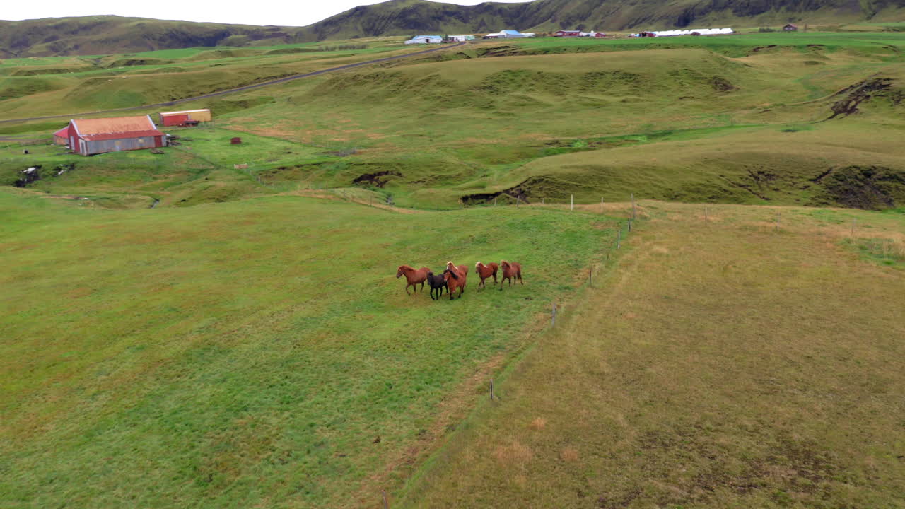 antena: toma panorámica lenta de una manada de caballos corriendo en un campo verde