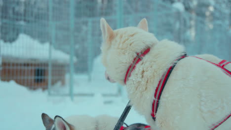 Calm-patient-sledding-dog-waiting-ready-to-travel-Lapland-snowy-wilderness