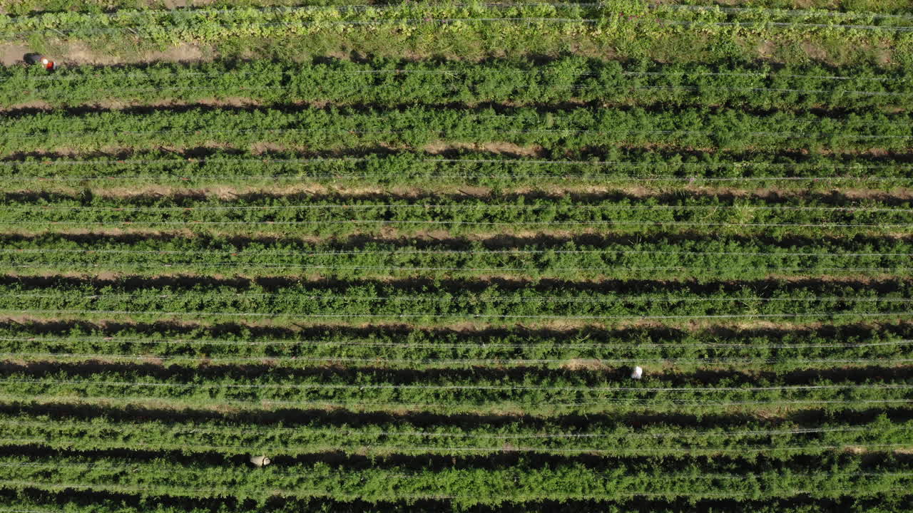 interminable plantación de fruta de tomate orgánico, toma aérea de arriba hacia abajo