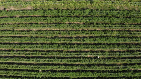 Endless-plantation-of-organic-tomato-fruit,-aerial-top-down-ascend-shot