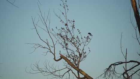 dos raros pájaros negros de alas rojas en el apareamiento de árboles y volando 4k 60p