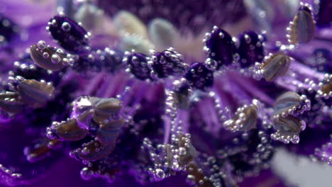 macro photography of a purple flower with bubbles