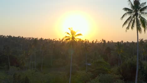 pivoting on palm tree during sunset