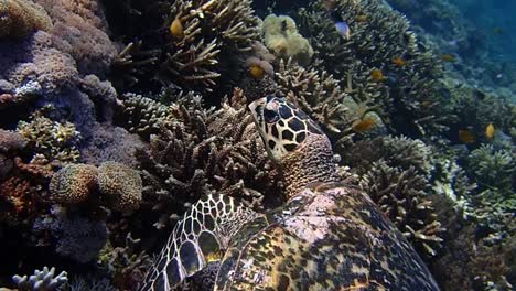 tomas pov de una tortuga nadando