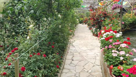 the beautiful flowers and grass beds of cameron highlands malaysia