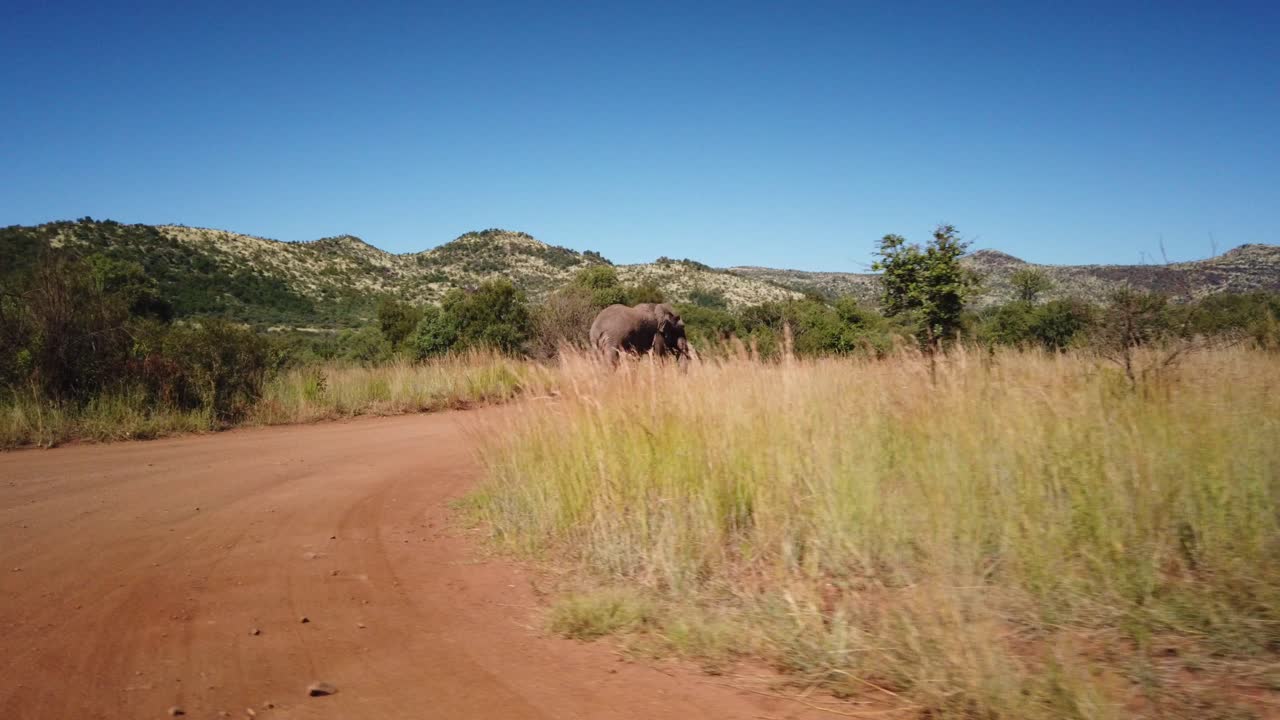 Elefante africano che cammina lungo una strada sterrata in cerca d'acqua