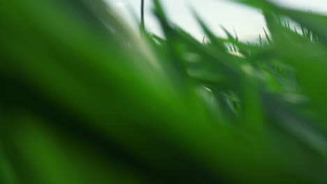 Wheat-greens-growing-blowing-in-wind-on-sunset-summer-farming-field-meadow.