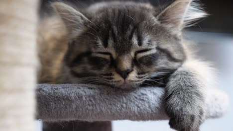 cute lovely lazy little maincoon cat kitten sleeping peacefully on cattree longhair