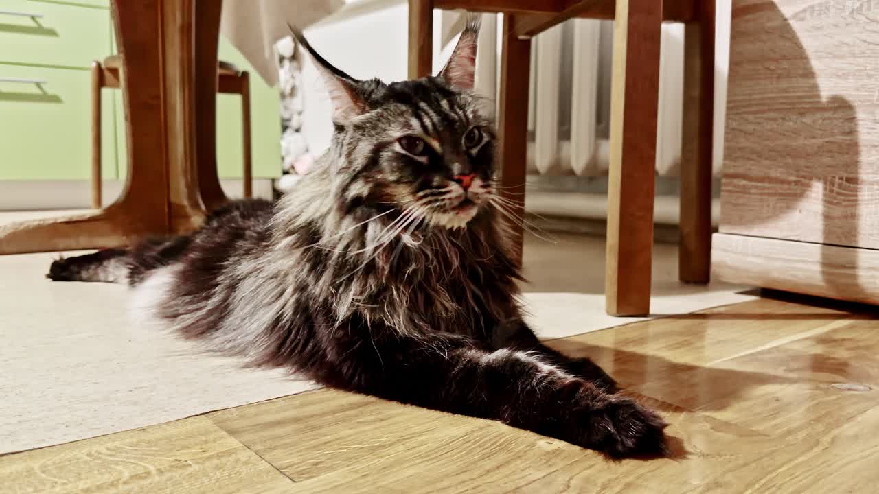 Large fluffy Maine Coon cat with thick tabby fur lies relaxed on the warm wooden floor, basking in soft sunlight at home