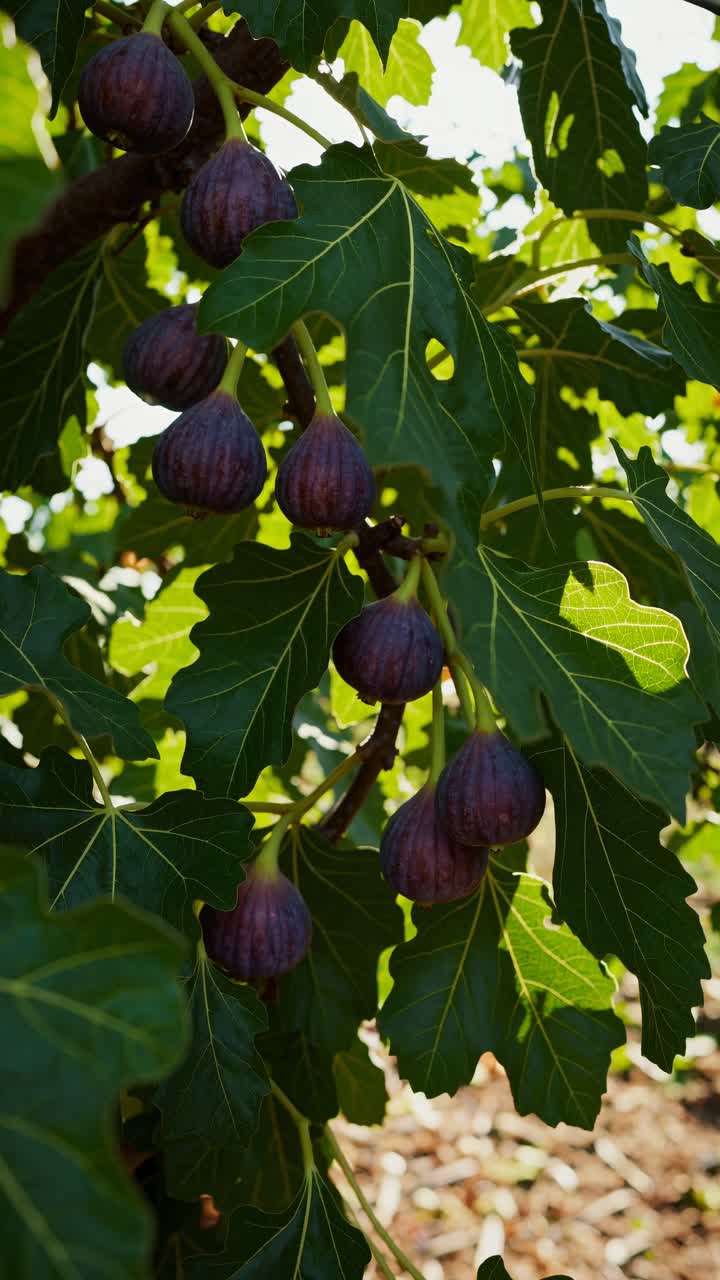 Close-up video angle of ripe figs on a tree, showcasing lush green leaves and sunlight filtering
