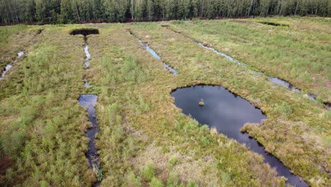 A-flooded-swamp-in-a-wooded-landscape