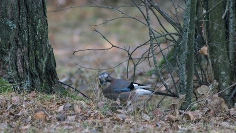 El-Pájaro-Arrendajo-Euroasiático-Esconde-Bellotas-Para-El-Invierno