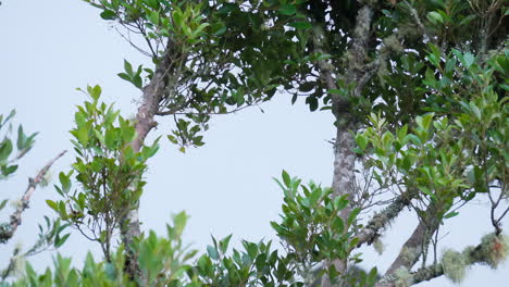 An-Acorn-Woodpecker-bird-on-a-branch,-staying-for-a-while,-then-flying-away