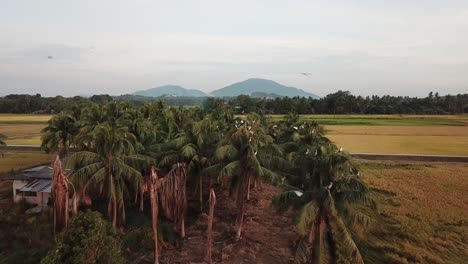 aerial fly toward asian openbill stay at coconut trees.