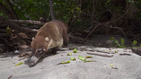 Coatí-De-Nariz-Blanca-Cavando-En-La-Arena-En-Busca-De-Comida-En-La-Selva-De-Costa-Rica,-De-Cerca