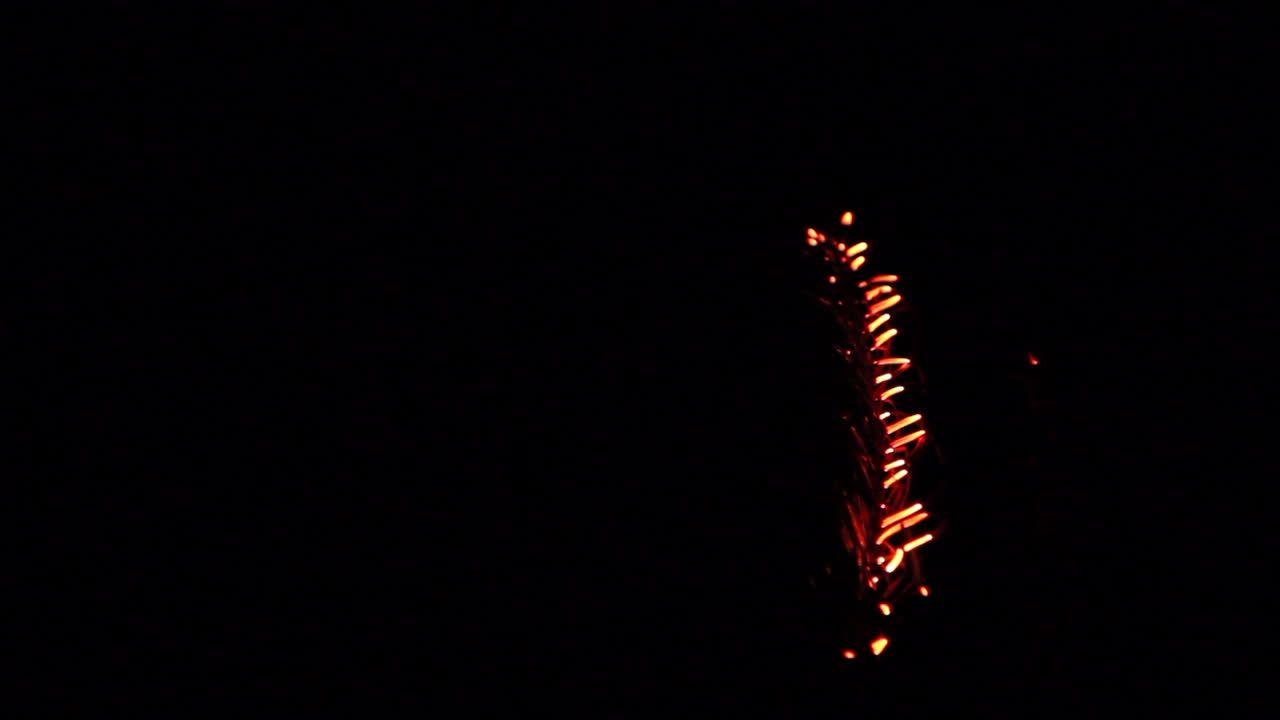 소나무의 백열 가지 소화