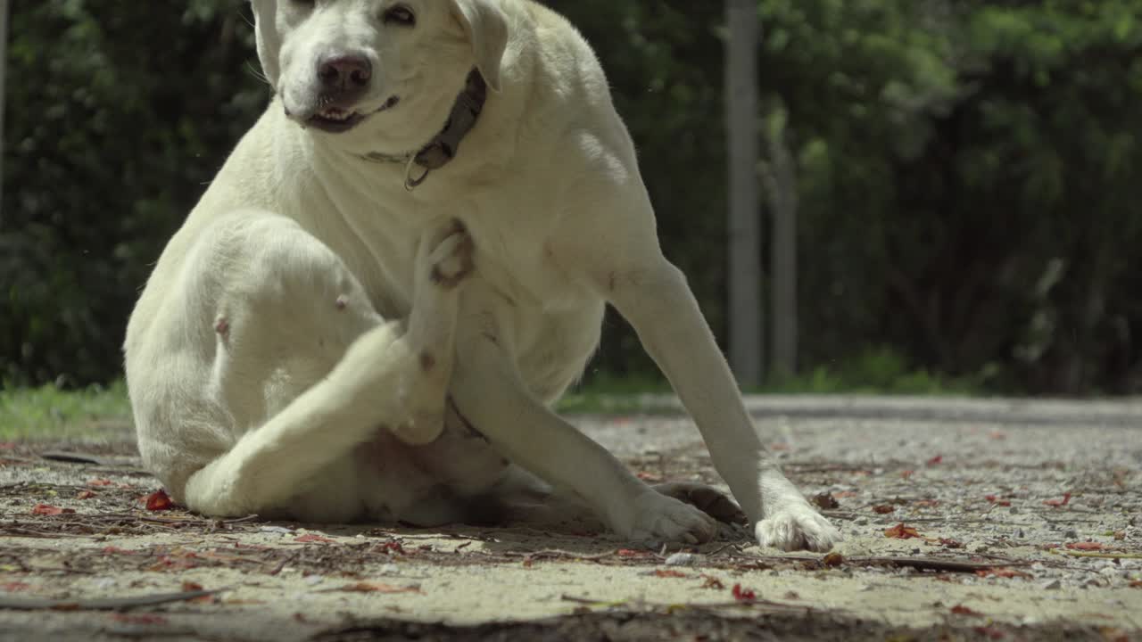 개가 앉아서 길에서 자신을 고 있습니다.