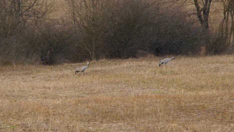 two common cranes are walking on a wet meadow in spring