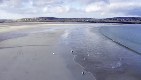 toma de drones de bandadas de aves y aves marinas en la playa de gress durante la marea baja en las hébridas exteriores de escocia