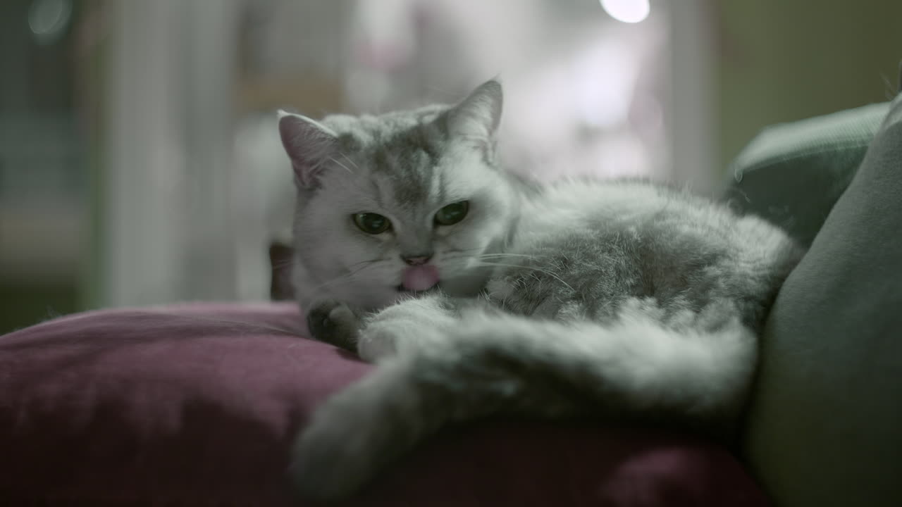 회색 고양이가 베개 위에 누워서 차분하고 조심스럽게 보입니다. 영국 짧은 머리 고양이.