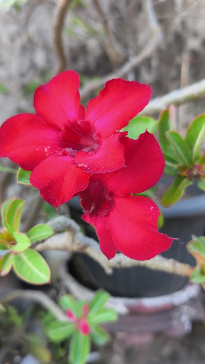 Una flor de Adenium roja vibrante floreciendo en un jardín