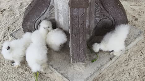 fluffy white chicks under a decorative pillar