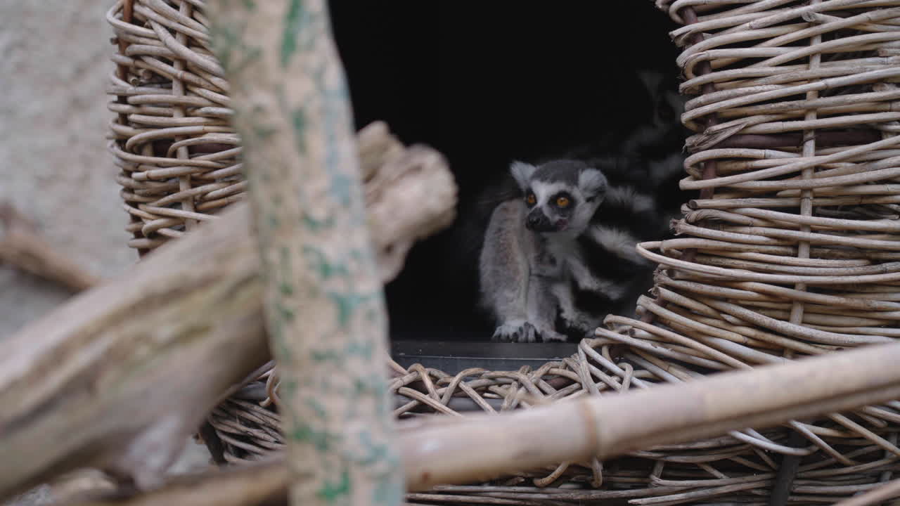 Ring-tailed Lemur Sitting Inside Its Shelter In The Zoo