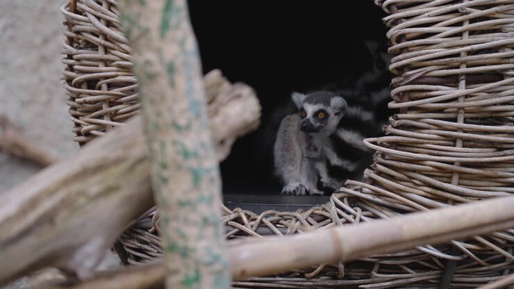Ring-tailed Lemur Sitting Inside Its Shelter In The Zoo