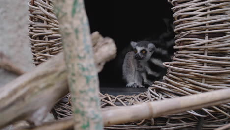 ring-tailed lemur sitting inside its shelter in the zoo