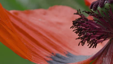 紅色 papaver orientale 花<unk>和<unk>紋的宏觀極端細節拍攝