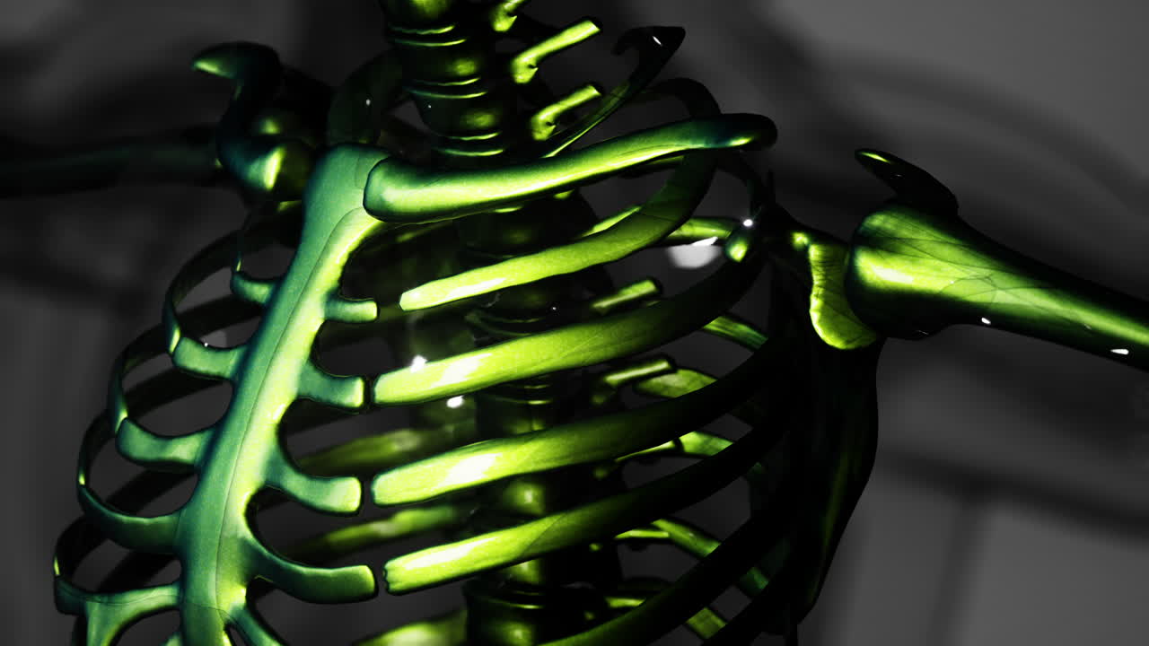 animación médica en 3d de la anatomía de los huesos masculinos