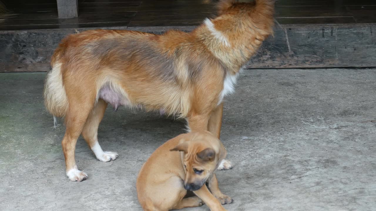 강아지와 엄마 개