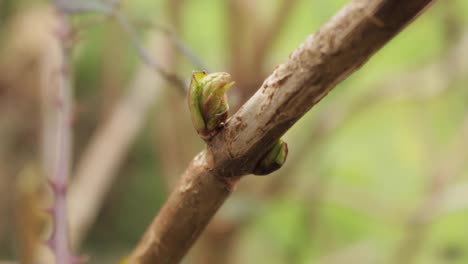 New-growth-on-the-Hydrangea-growing-in-a-garden-during-the-start-of-the-spring-season-in-Oakham-town-of-Rutland-county-in-England-in-the-UK