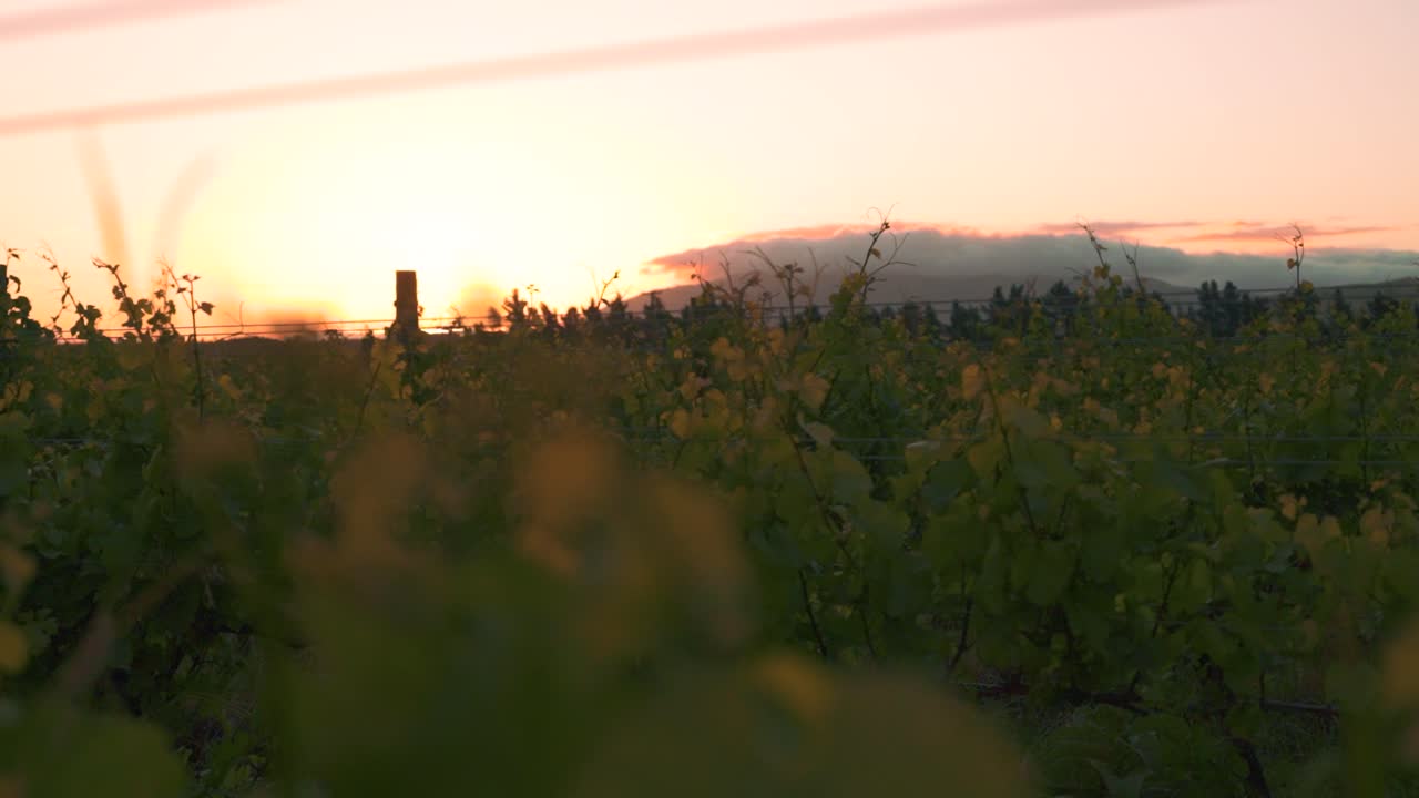 toma ascendente y reveladora de una puesta de sol en un viñedo en waipara, nueva zelanda