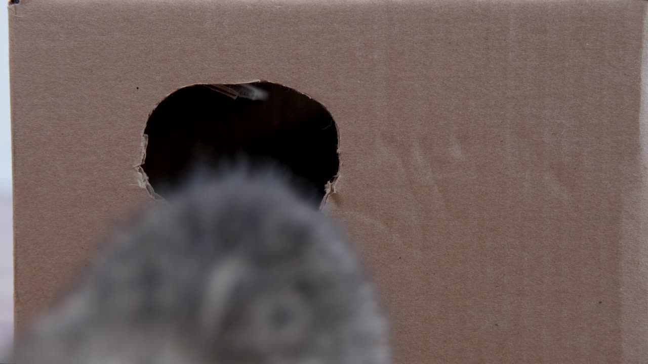 4k Two little kittens climb out of cardboard box through round hole. Curious playful funny striped kittens. Cats hiding in box. Seamless loop footage