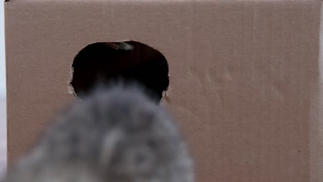 4k two little kittens climb out of cardboard box through round hole. curious playful funny striped kittens. cats hiding in box. seamless loop footage