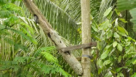 el ágil pequeño pájaro carpintero pigmeo sunda está picoteando una rama seca del árbol