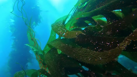 el impresionante y enigmático bosque de algas marinas esconde las variadas especies del océano